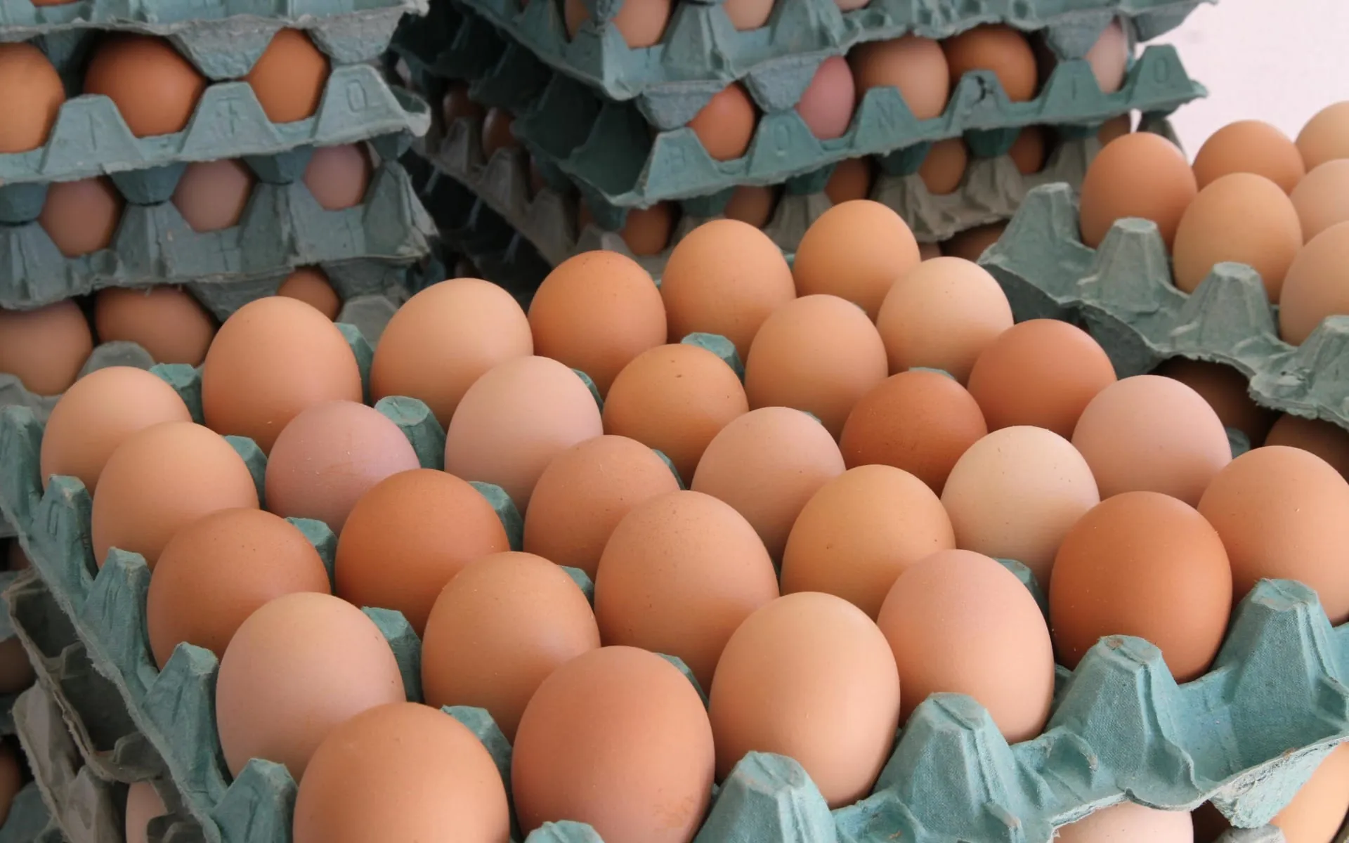 Brasil se firma como país exportador de ovos com mais de 2 mil toneladas