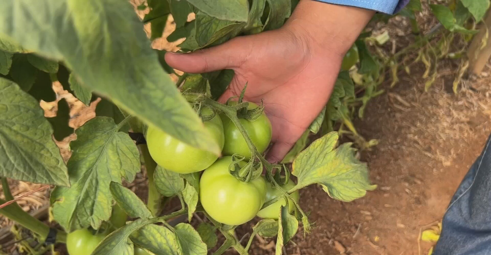 Produtores colhem a safra do tomate | G1