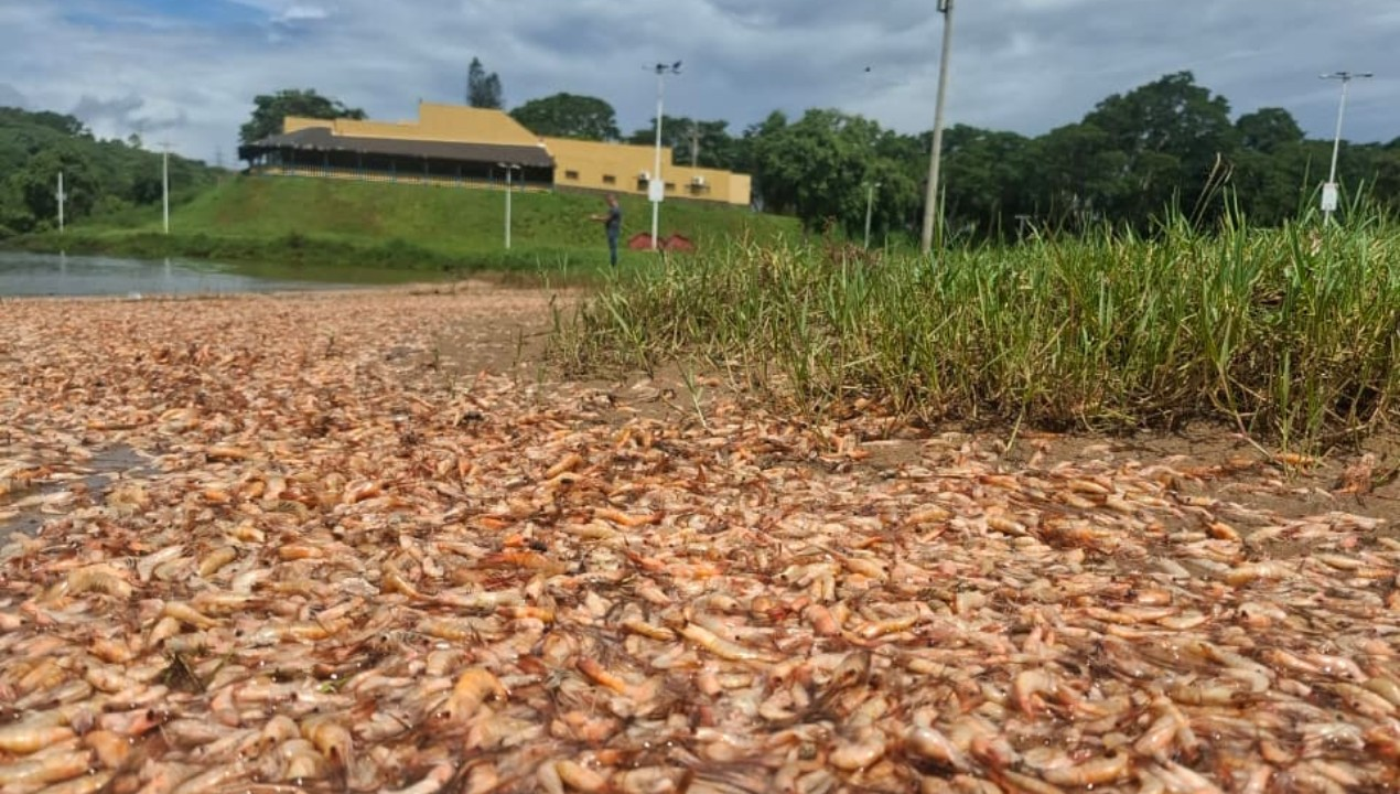 VÍDEO: milhares de camarões são encontrados mortos no Rio Tietê, SP | G1