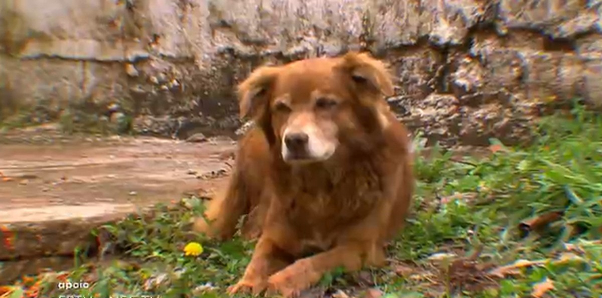 O cão que foi ao enterro da dona, nunca mais saiu do cemitério e mais de 10 anos depois acabou enterrado no mesmo local | G1