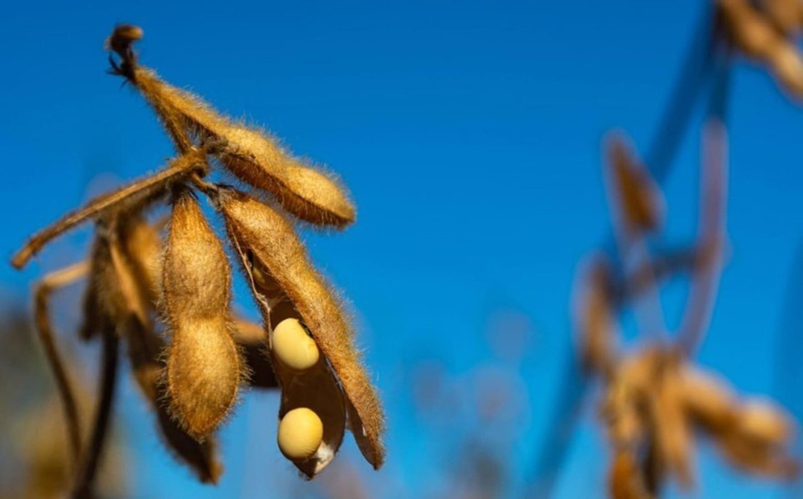 Lavouras de soja em Rondônia ocupam 700 mil hectares na safra 2025/2026