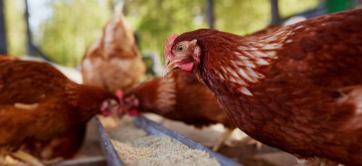 Argentina detecta surto de gripe aviária e suspende exportações do setor