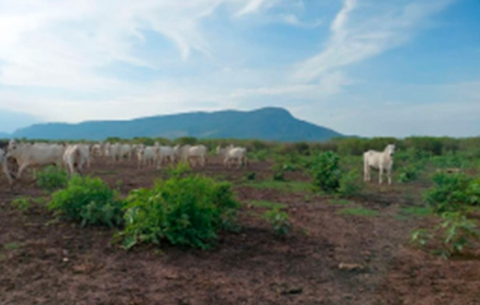 Ibama aponta desmatamento e MP abre inquérito no Pantanal | G1