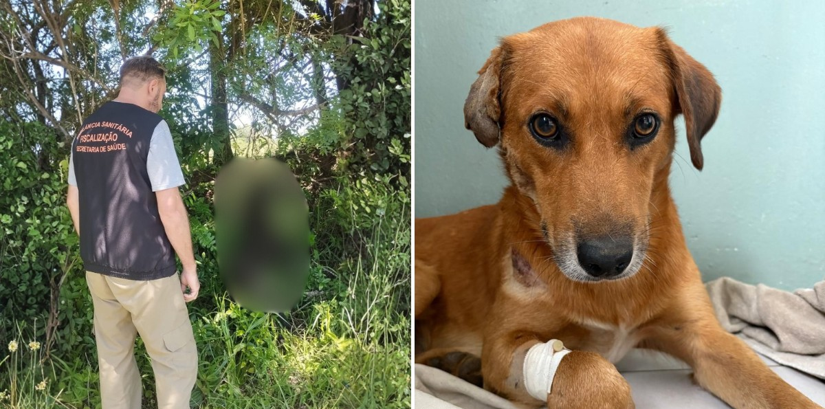 Polícia investiga morte de seis cães no RS; cinco teriam sido arremessados de ponte | G1