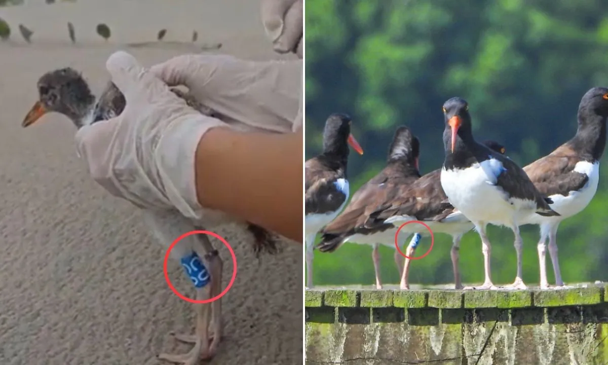 Ave piru-piru anilhada em SP é encontrada em SC após quase dois anos