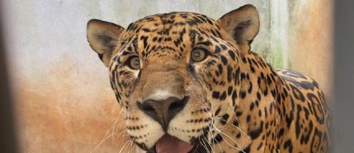 Animais idosos recebem cuidados especiais no Zoo de Bauru | G1