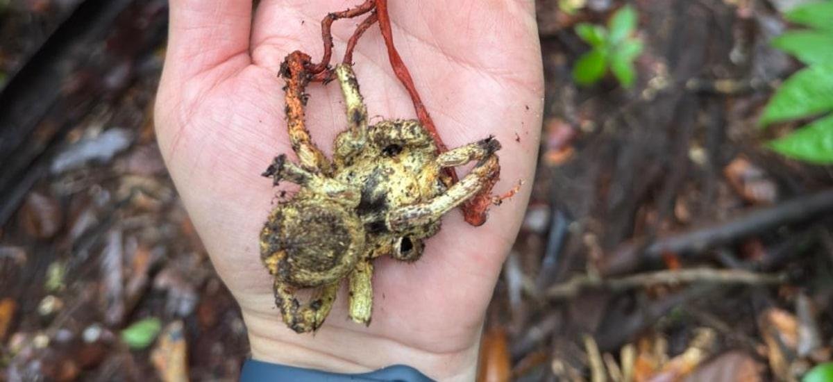 Como pesquisadores fizeram registro inédito de fungo de ‘The Last of Us’ na Amazônia