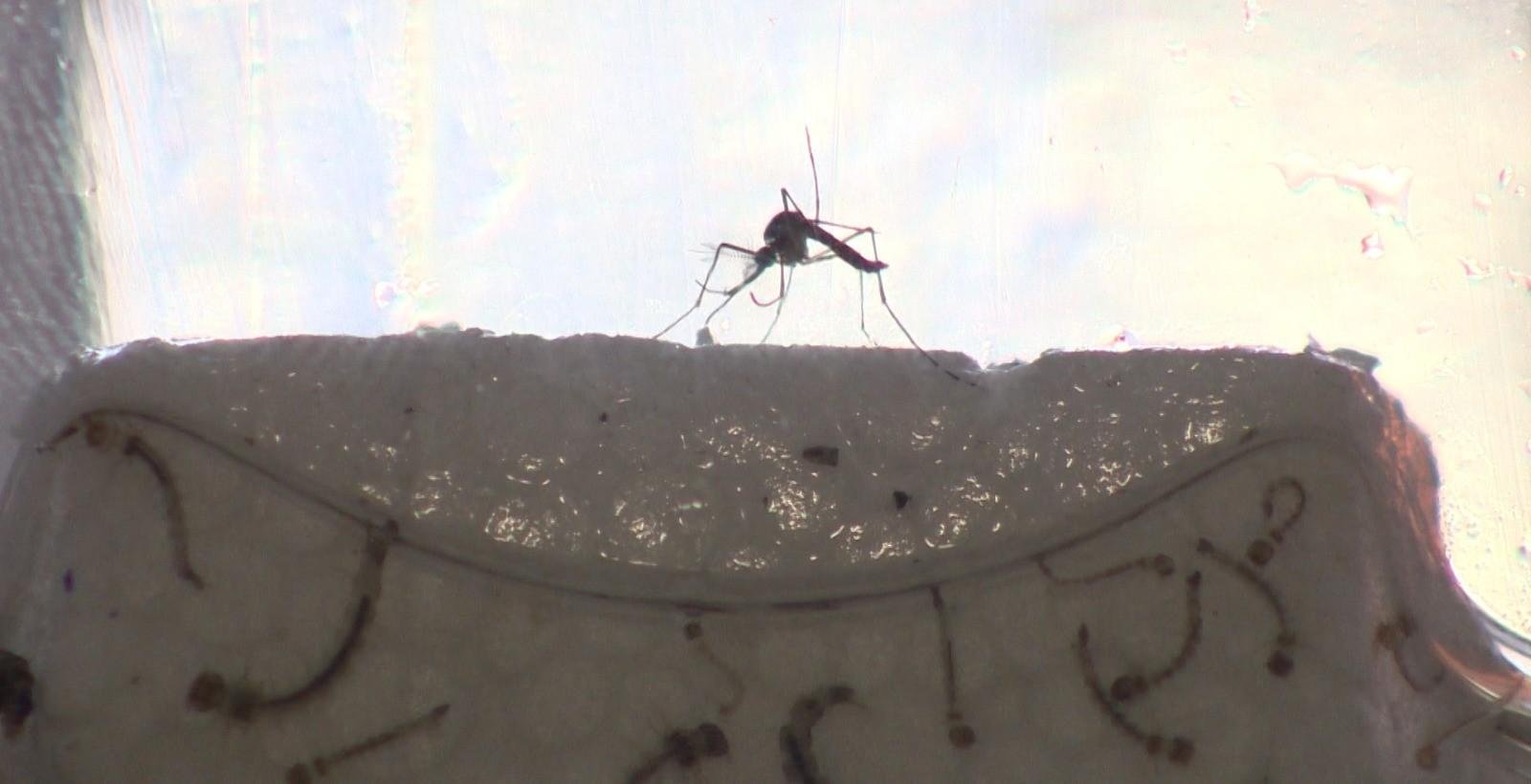 Morte por dengue em Jacareí: primeira vítima de 2026 na região | G1