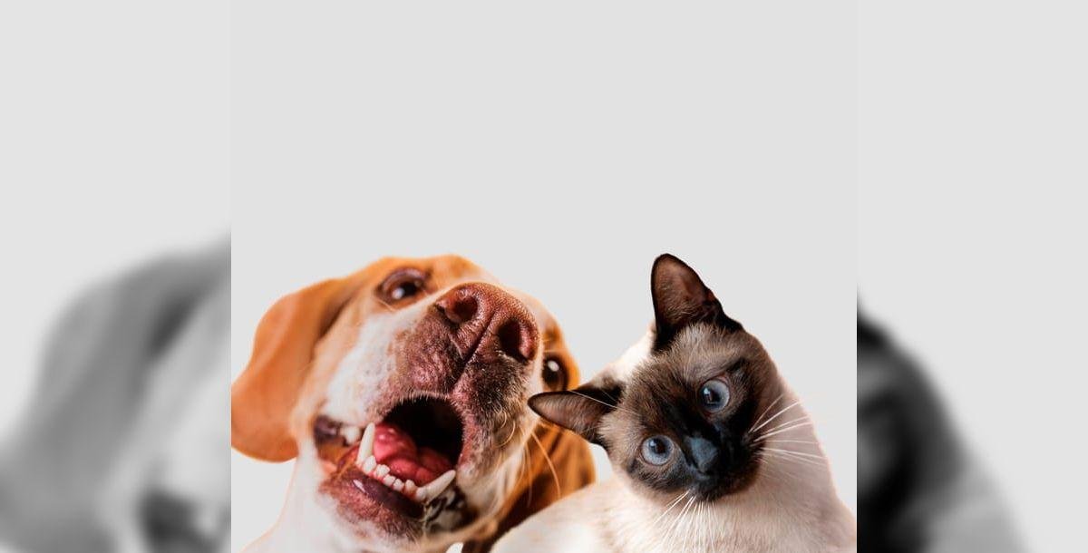 Calor extremo: como proteger cães e gatos das altas temperaturas