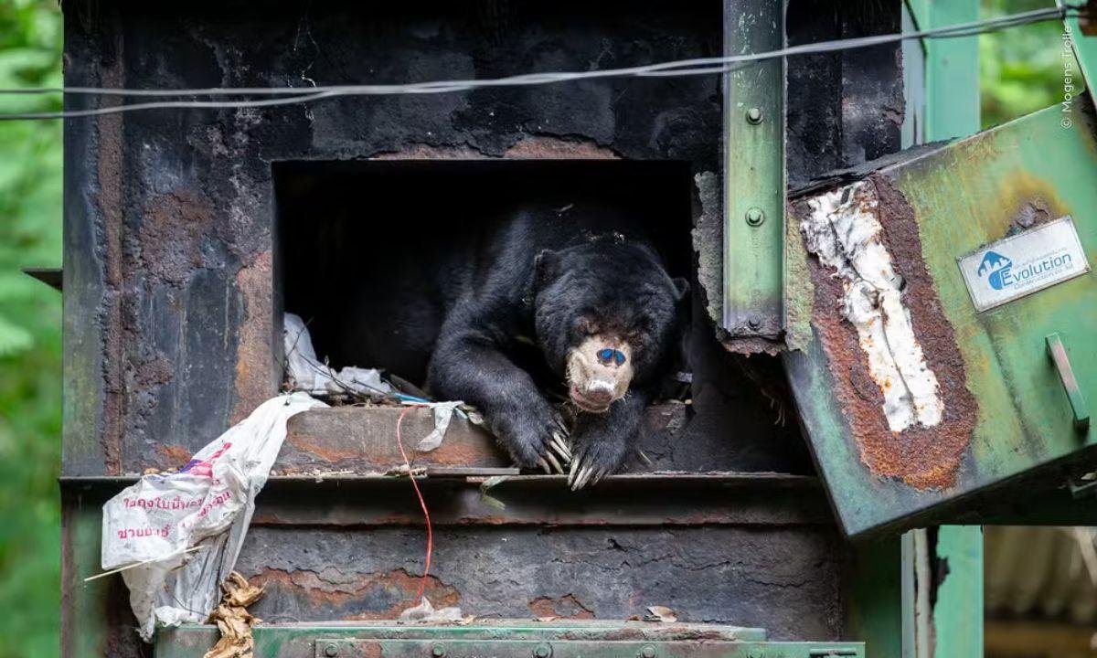 Flamingos, golfinhos e lontras disputam prêmio de foto da natureza