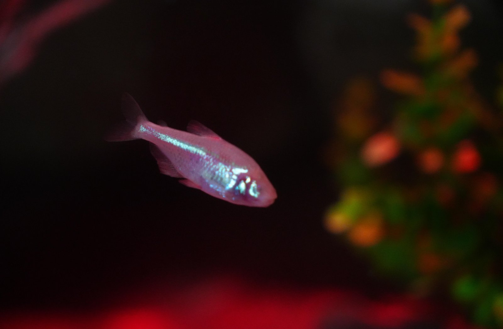 Peixe-cego que perde os olhos pode ser visto em Balneário Camboriú | G1