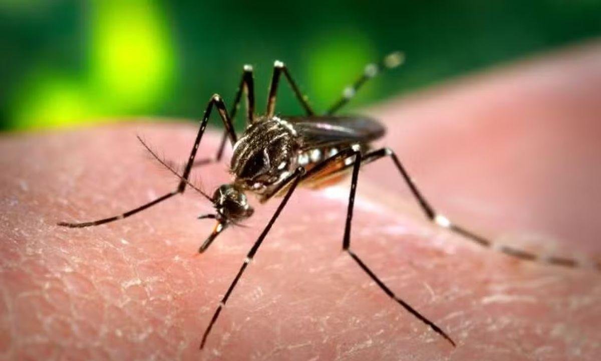 Campanha promove mutirões contra a dengue na região de Ribeirão Preto | G1