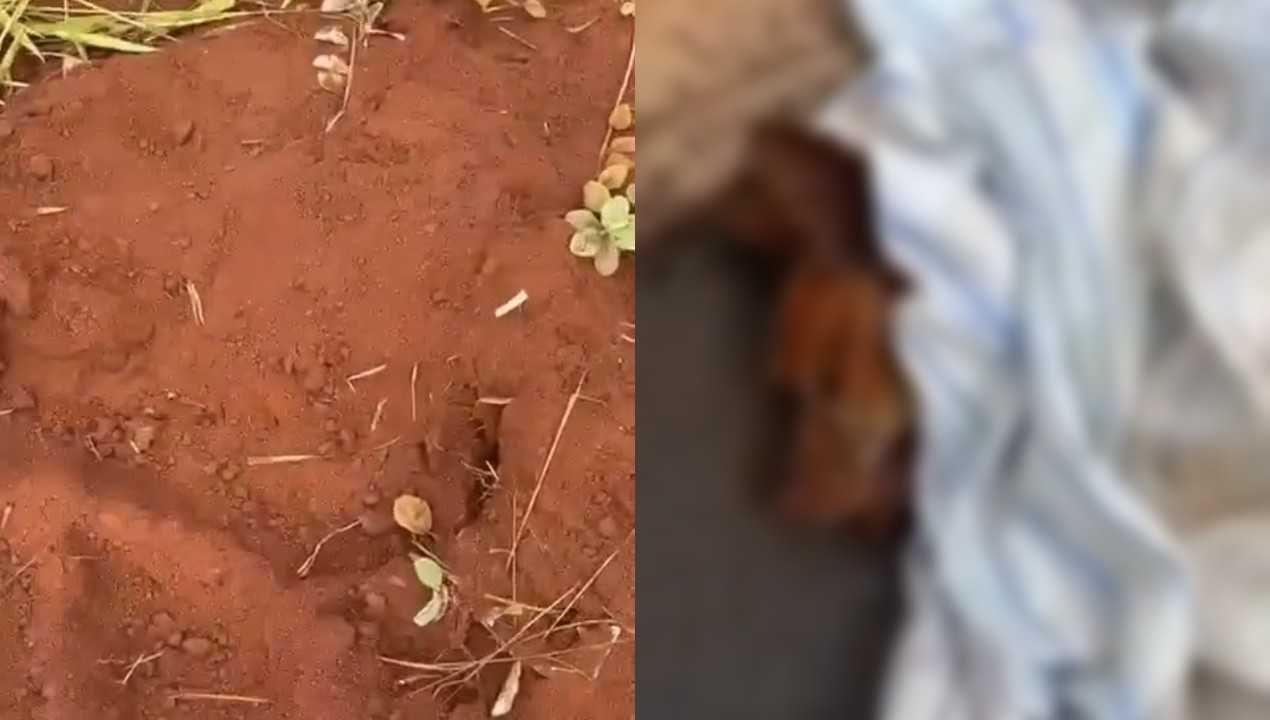 Cão morre após ser enterrado vivo no interior de SP | G1