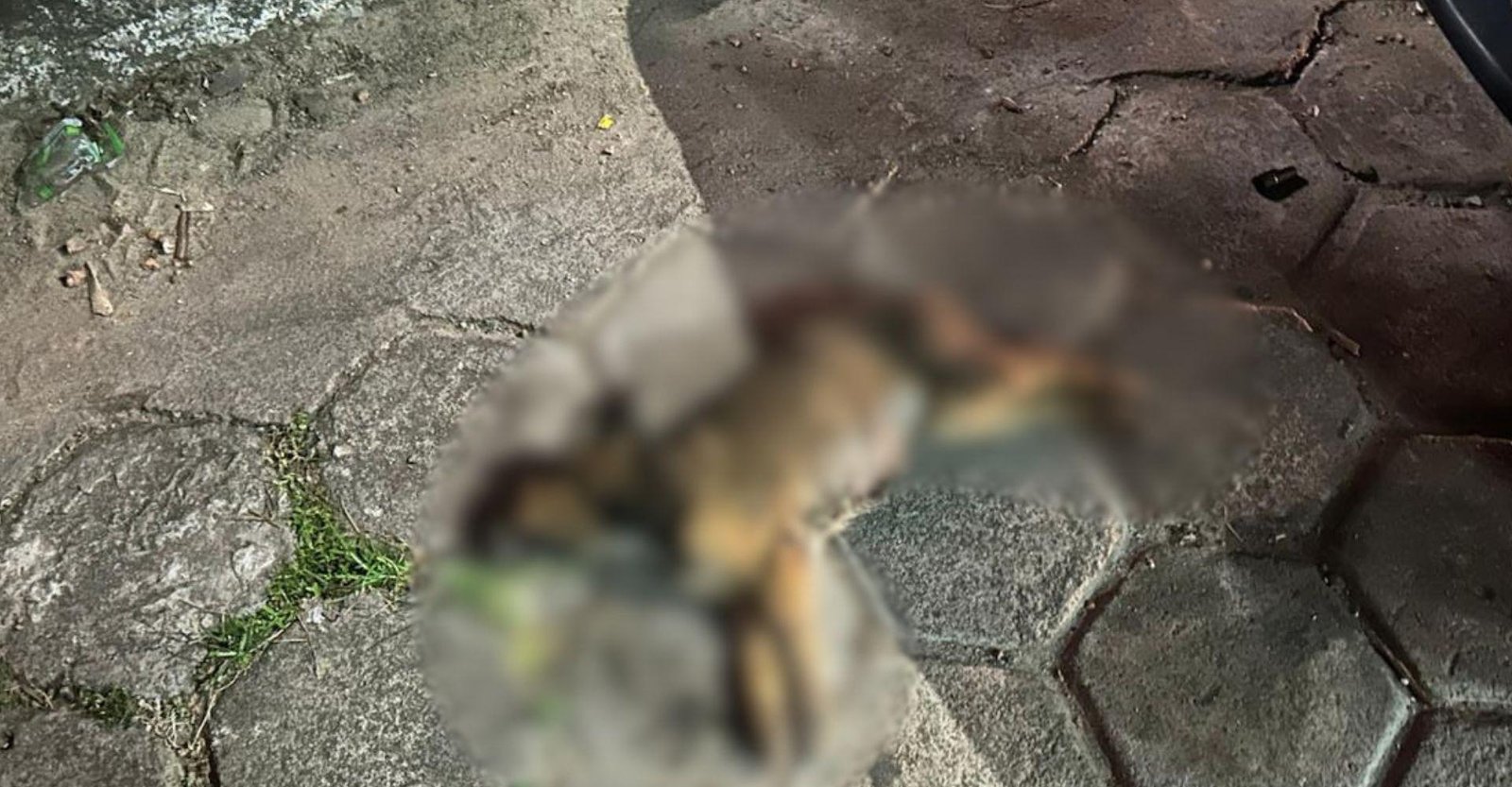 Cadela morre após suposto envenenamento em Macapá; polícia investiga | G1