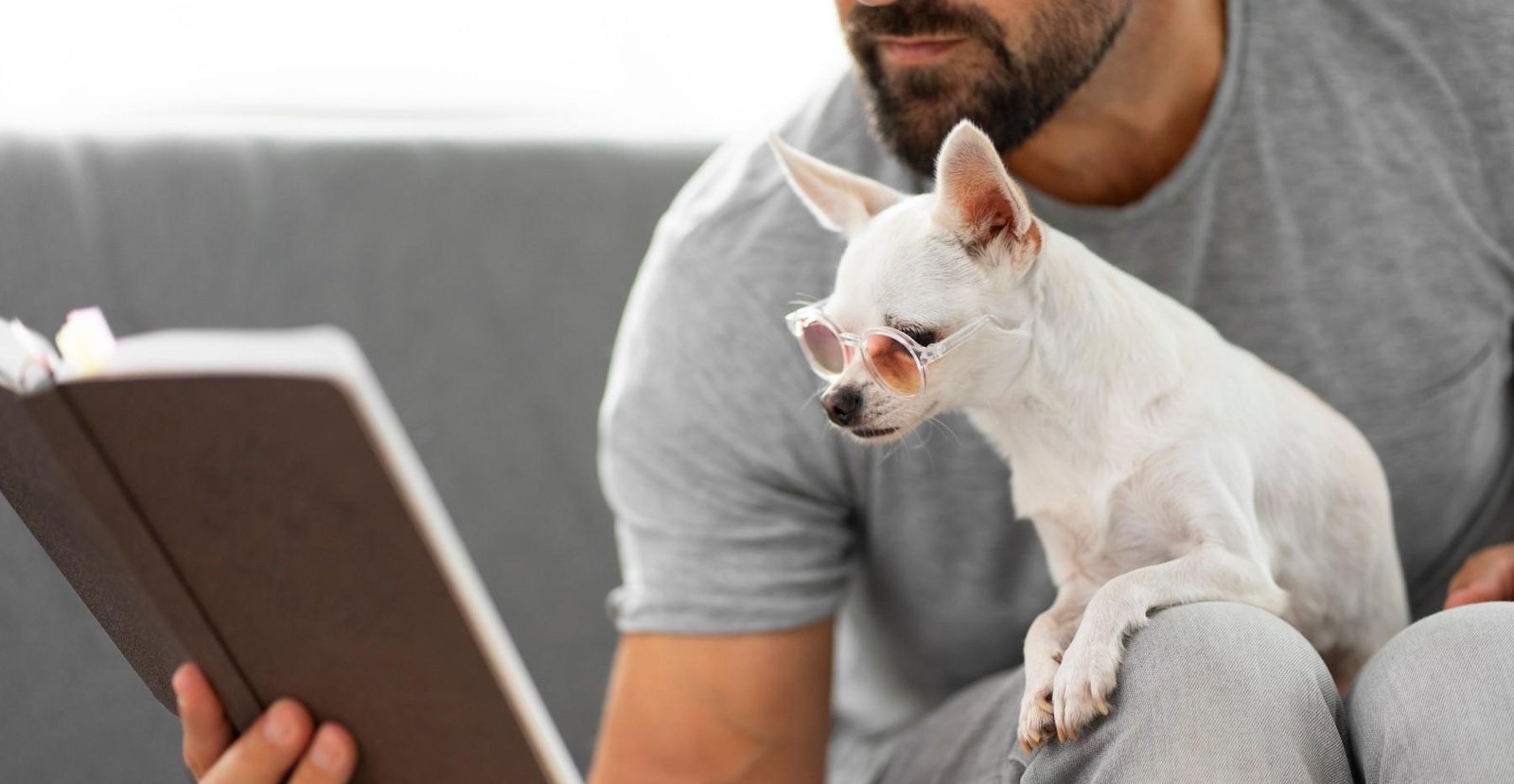 Como estimular a mente do seu cachorro: 8 estratégias para deixar o pet mais inteligente e confiante