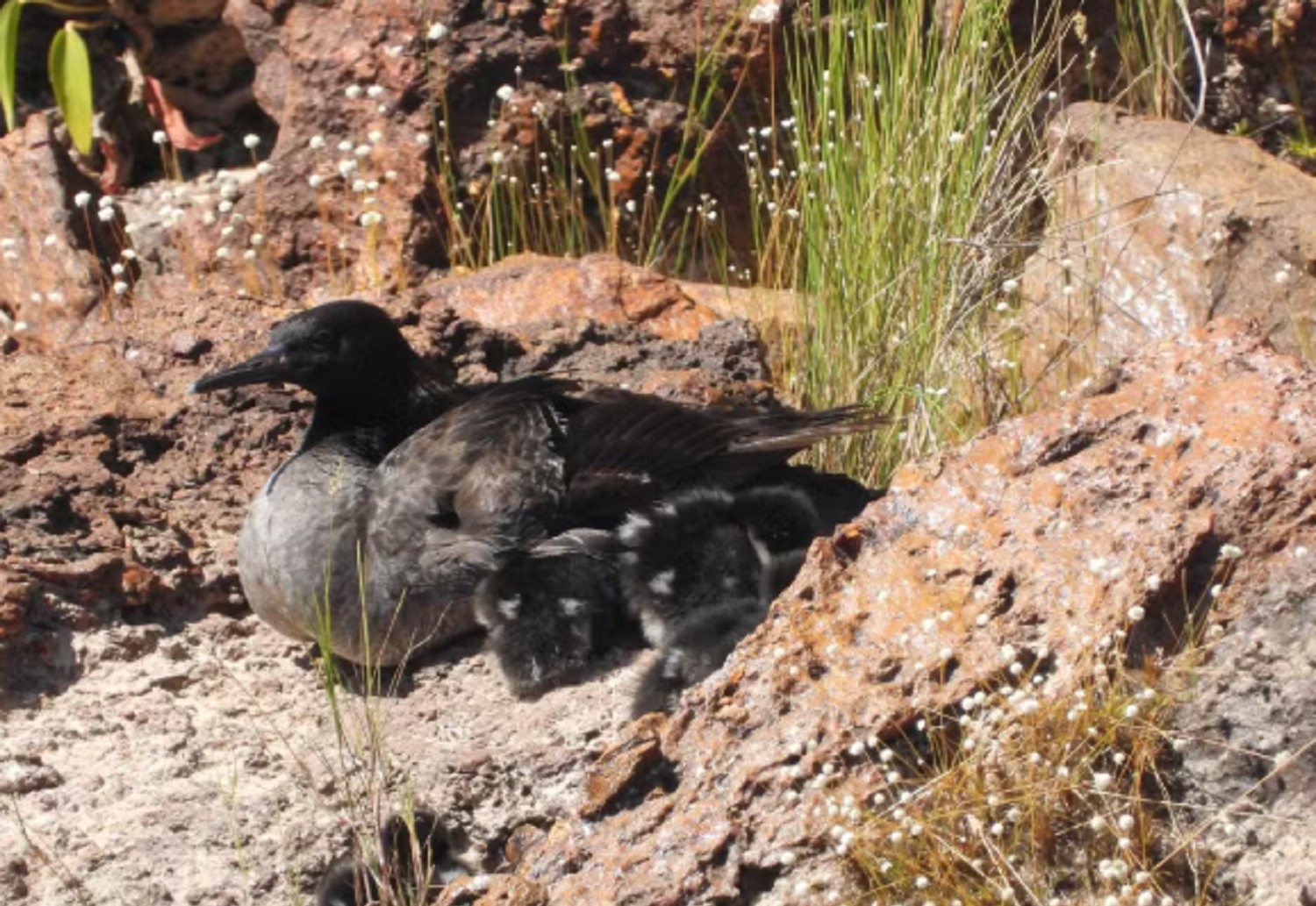 Jalapão: Turismo é restrito em rio durante reprodução de patos raros | G1