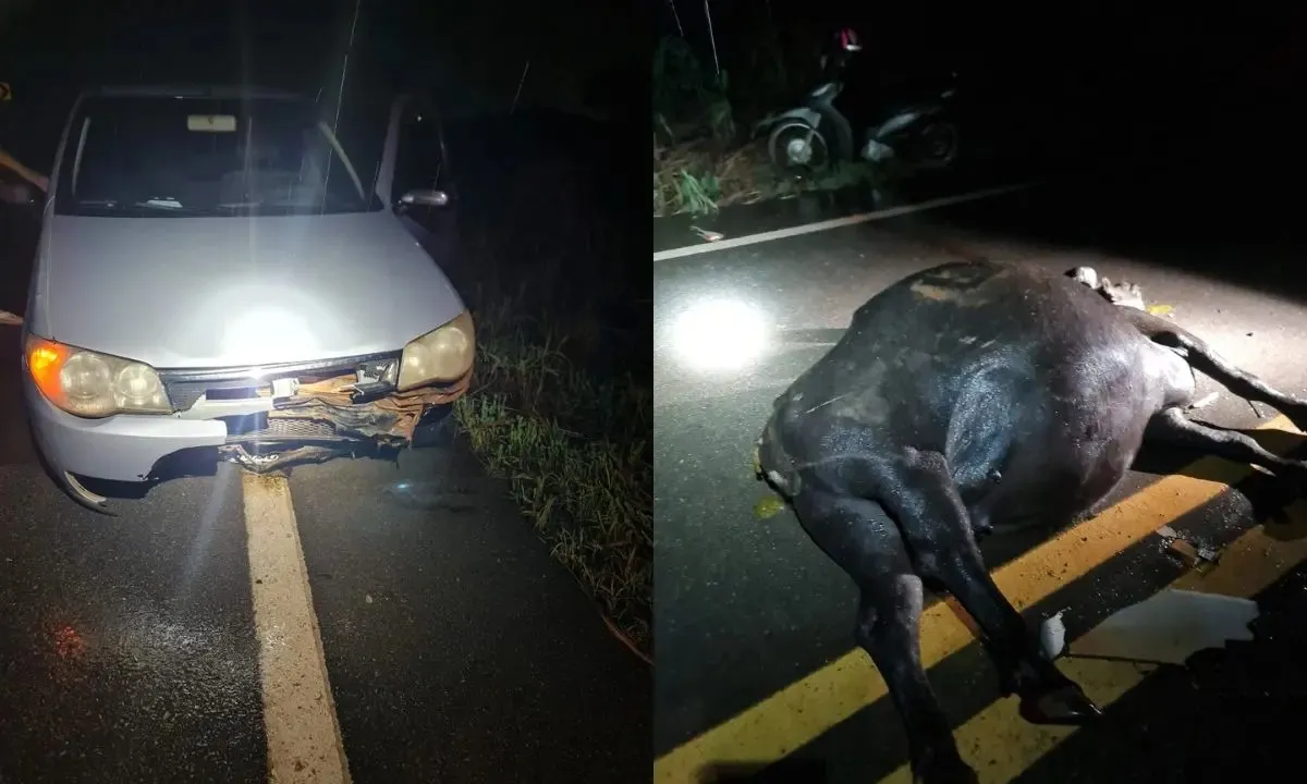 Búfalo morre após ser solto em pista e causar acidente na MT-241 | G1