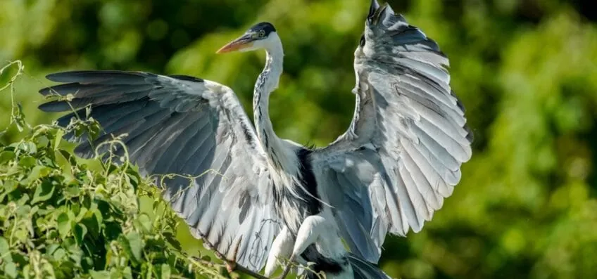Registros de dados de biodiversidade avançam no Brasil, diz IBGE