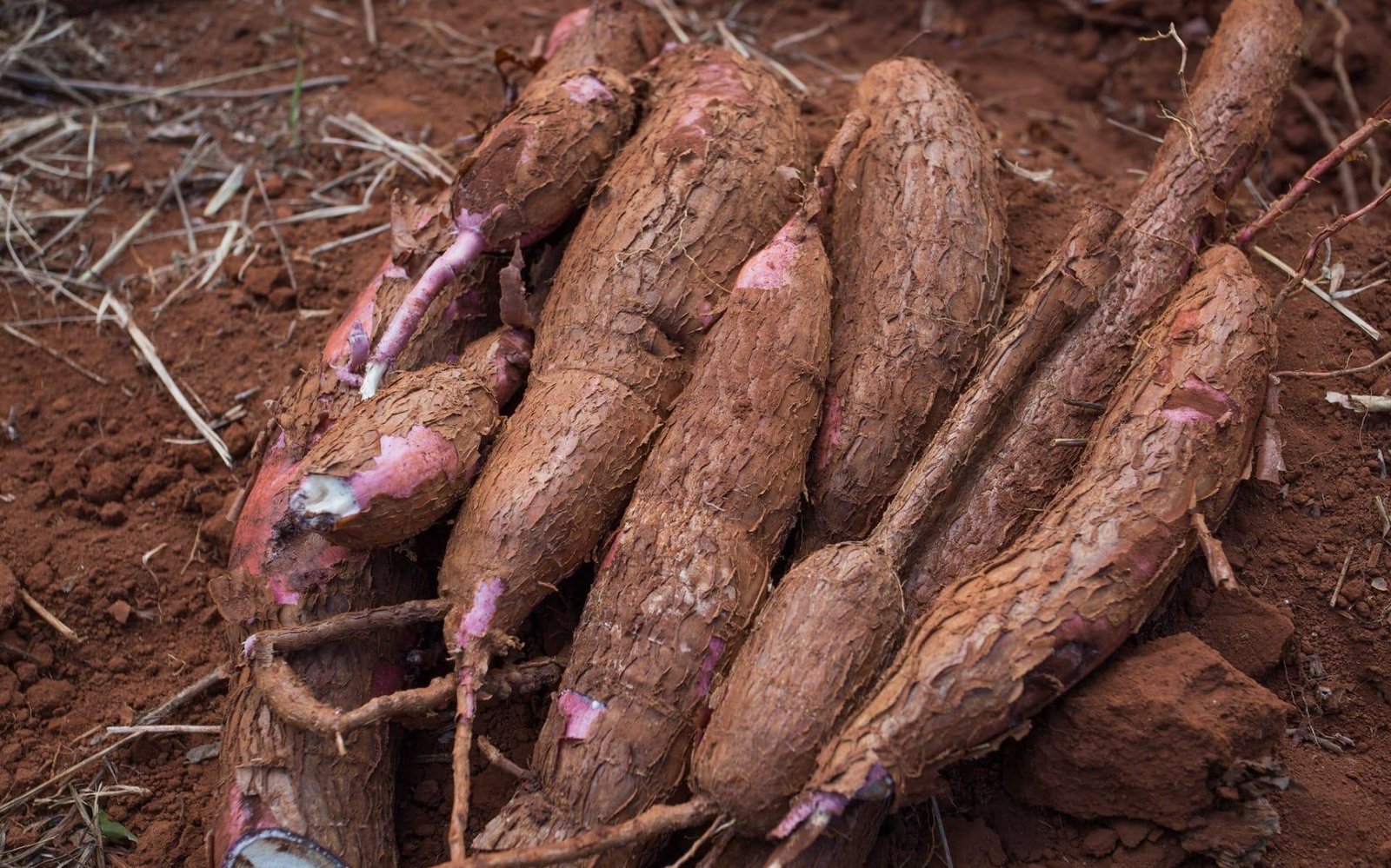 Mandioca: preços registram maior alta semanal desde setembro de 2025