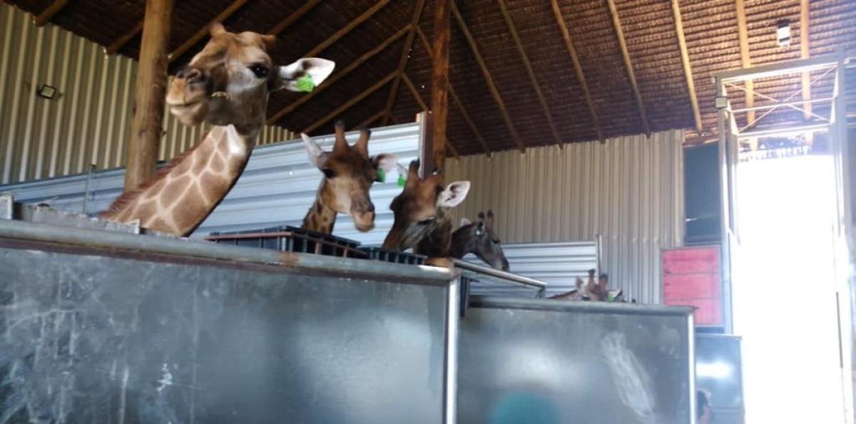 Após 4 anos, Justiça do Rio condena réus no caso de girafas importadas