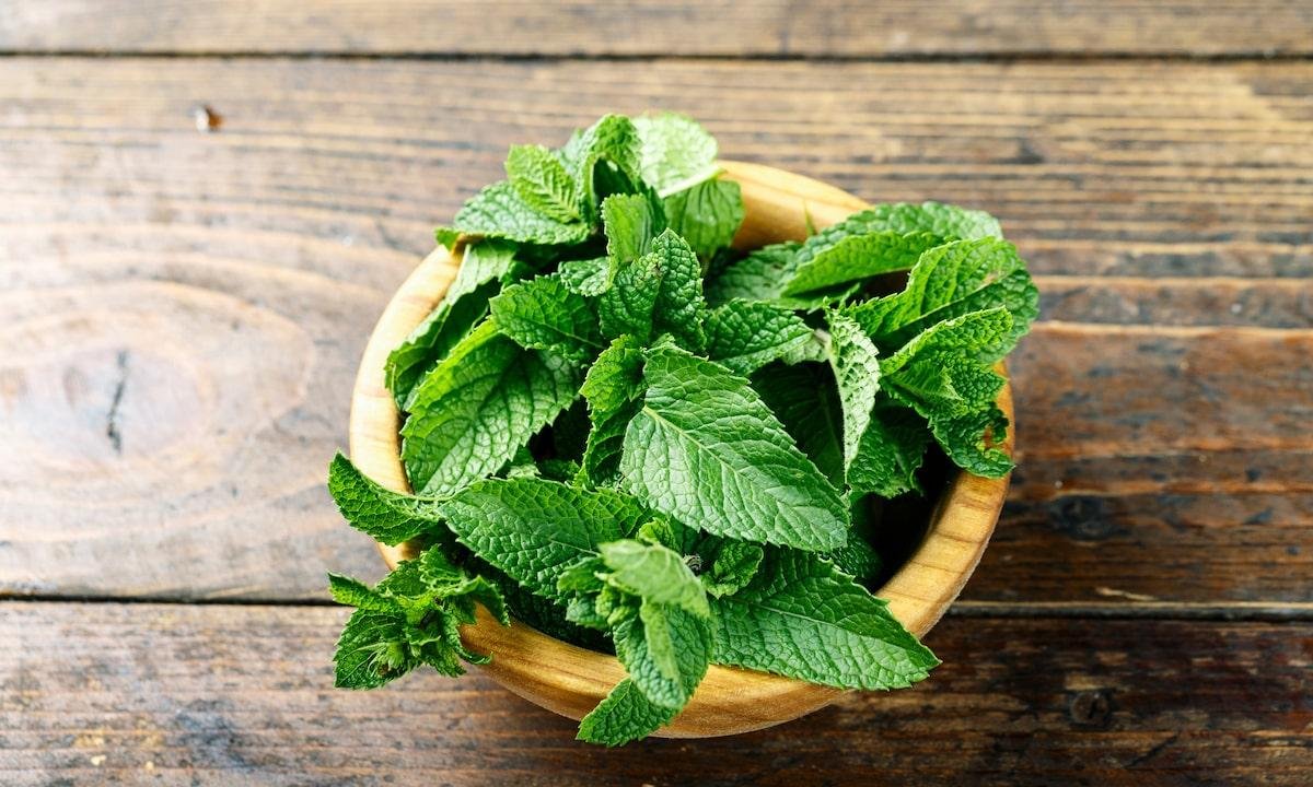 Essa planta de fácil cultivo rende um chá digestivo bom e com benefícios