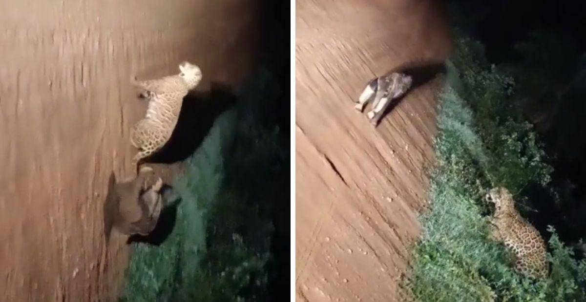 Duelo no Pantanal: vídeo mostra por que a onça teme tamanduá-bandeira | G1