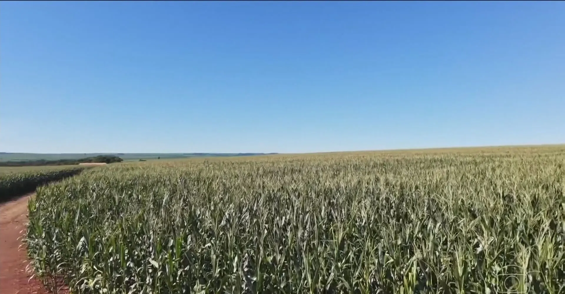 Previsões para o El Niño estão mudando a produção no campo