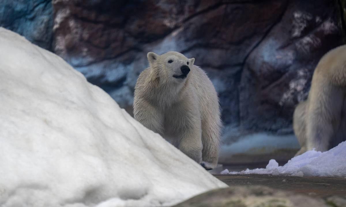 No Dia do Urso Polar, veja antes e depois de filhote nascido em SP