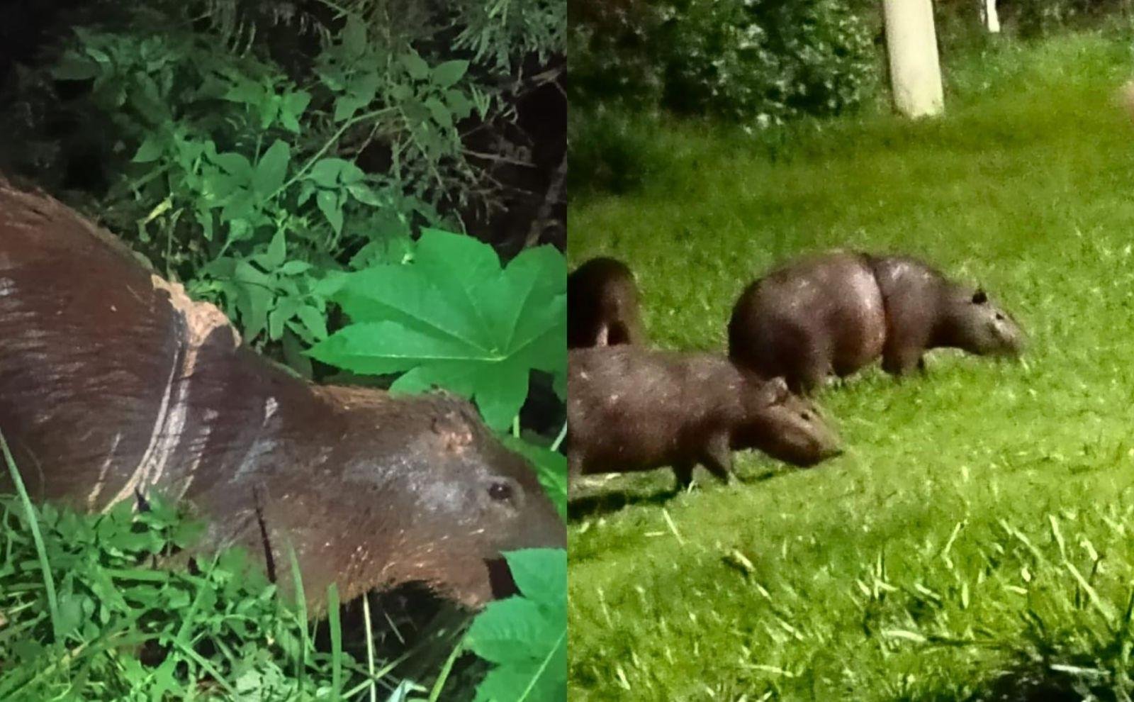 Prefeitura de Itapetininga tenta resgatar capivaras feridas | G1