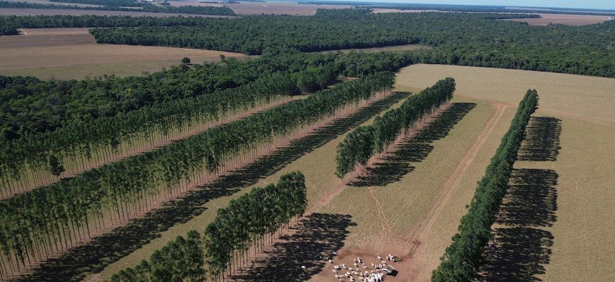 Transições climáticas e de recursos naturais: a urgência do presente na formatação do futuro