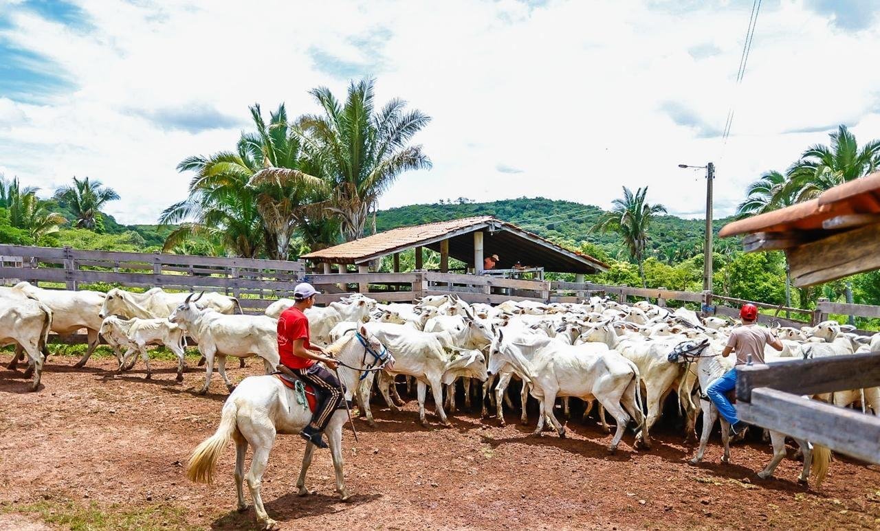 Produtores do Piauí podem se inscrever em programa de melhoramento genético | G1