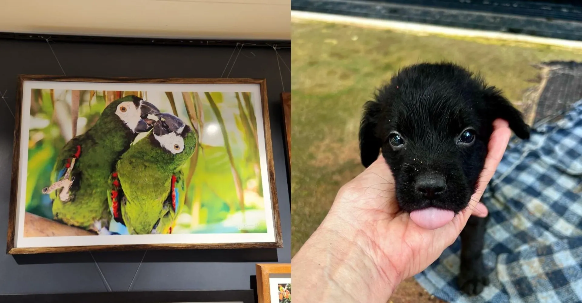 Exposição fotográfica em Macapá ajuda animais resgatados | G1