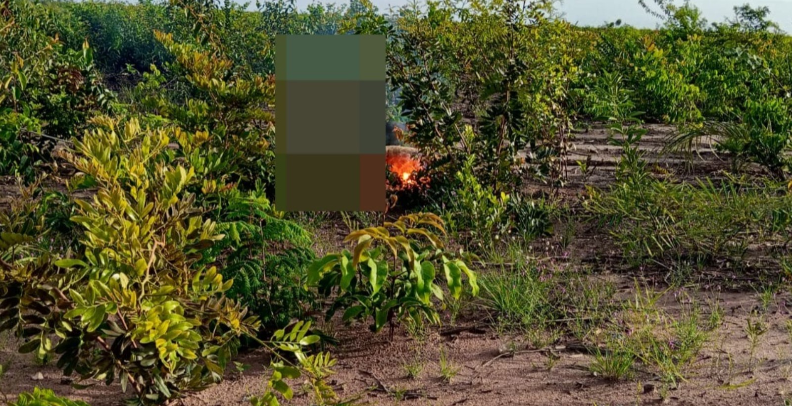 Dois cachorros morrem eletrocutados após encostarem em fio caído no PI | G1