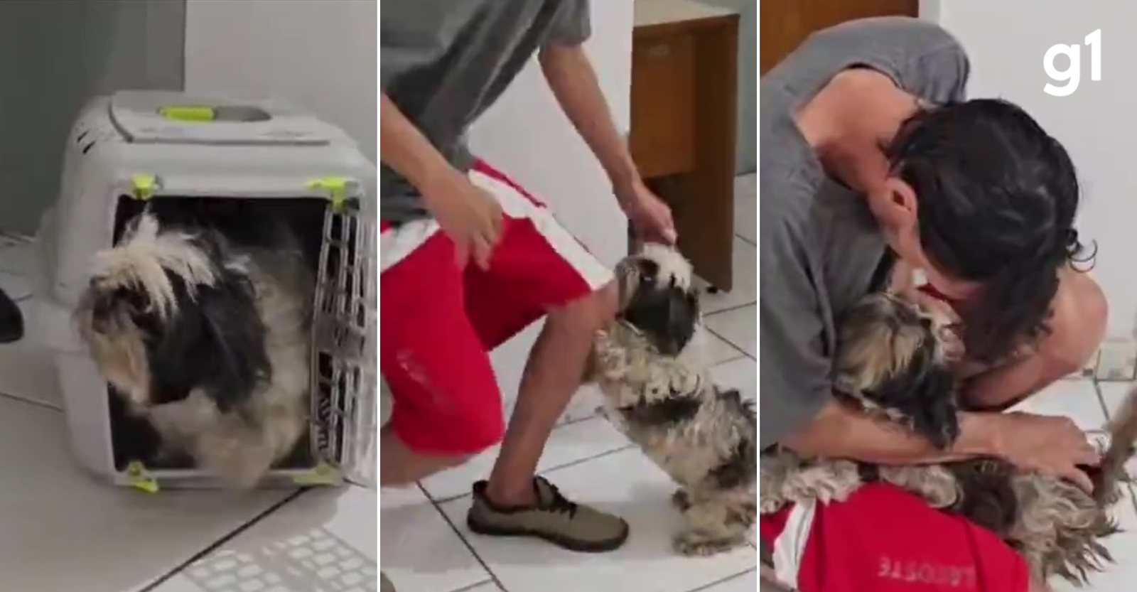 Delegada explica teste de afeto que uniu tutor e cachorra no RS | G1