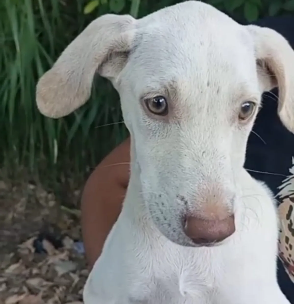 Homem é preso após agredir filhote de cão com galho de árvore e água gelada em Piraí | G1