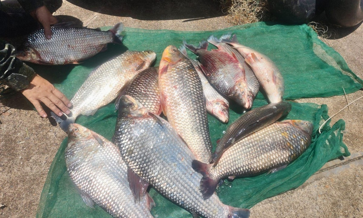 Dupla é flagrada com 32 kg de peixes e recebe R$ 3,2 mil em multas | G1