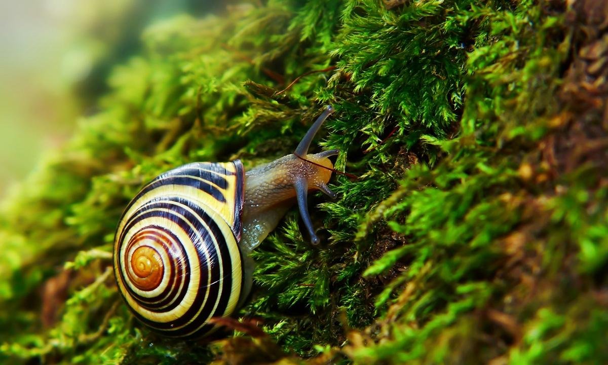 Saiba até que ponto é ético eliminar animais considerados invasores