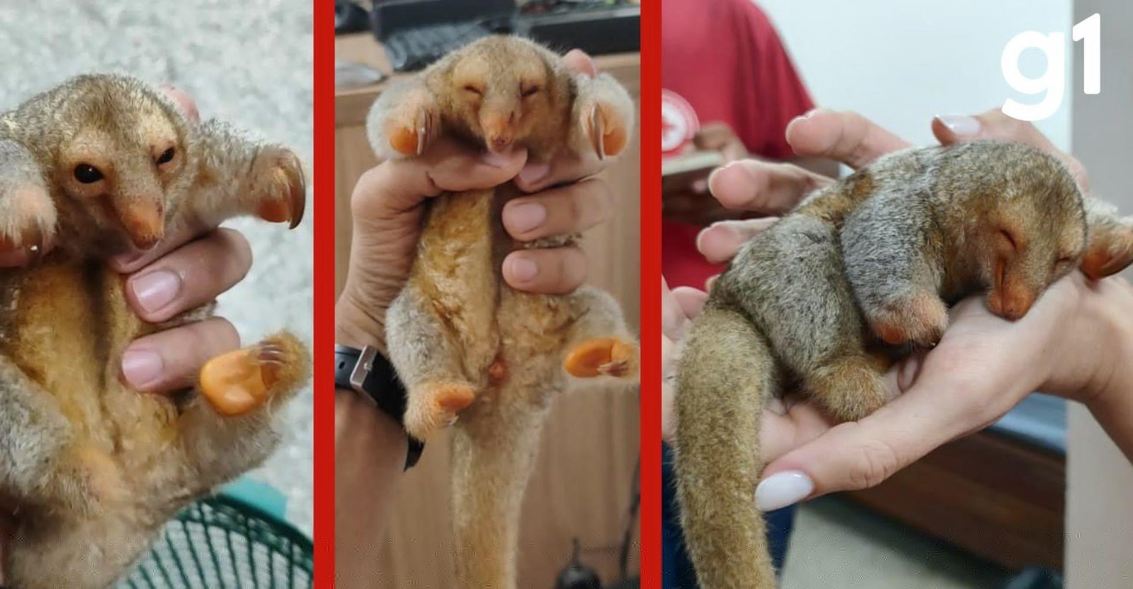 Filhote de tamanduá é resgatado por casal em estrada e morre em MT | G1