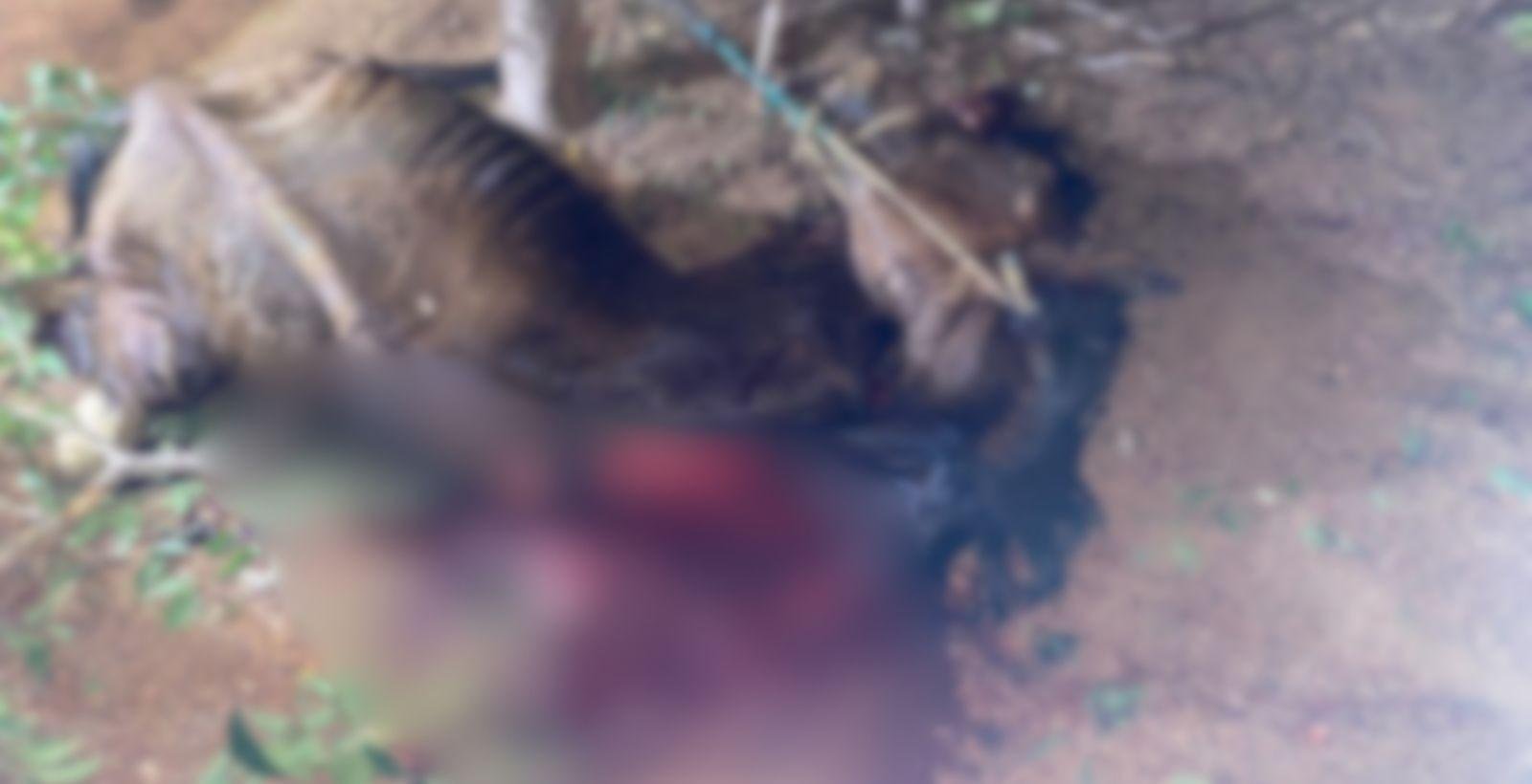 Cavalo é morto com golpe de faca após entrar em fazenda no Piauí | G1