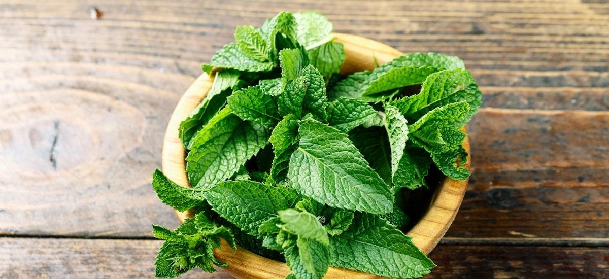 Essa planta de fácil cultivo rende um chá digestivo delicioso e com benefícios