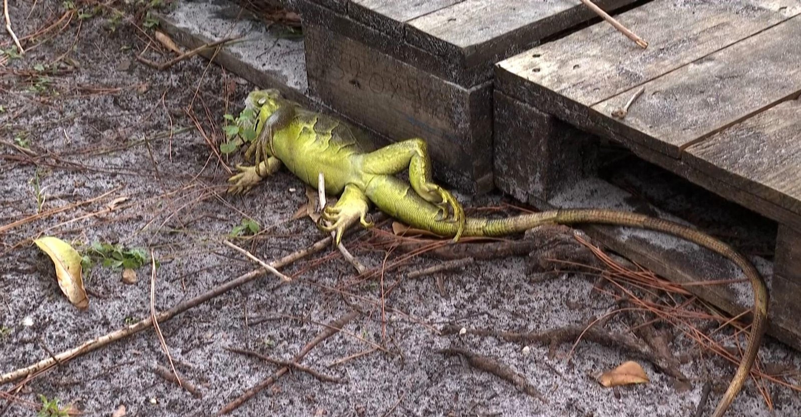 Entenda por que iguanas 'caem do céu' durante ondas de frio nos EUA