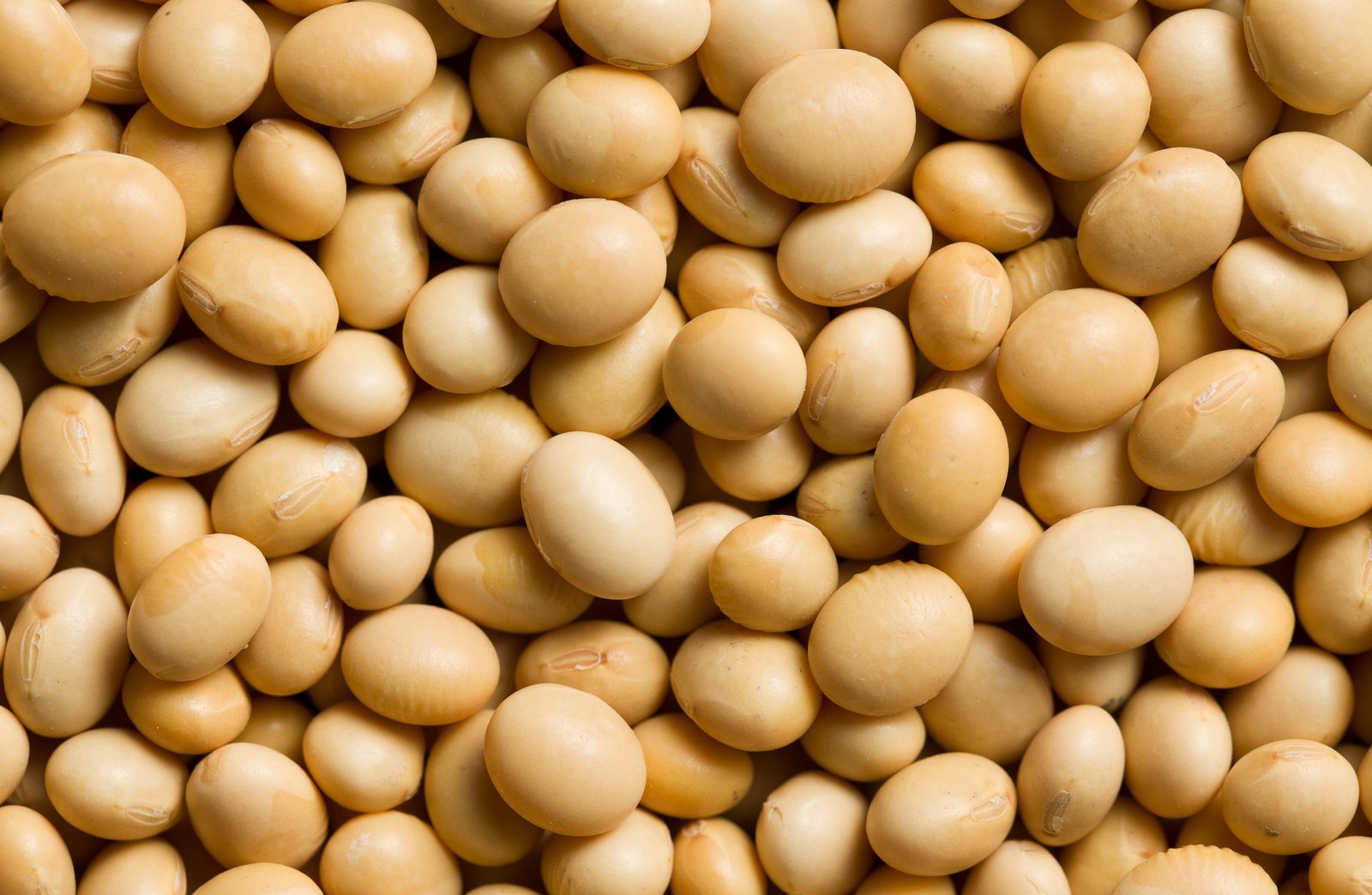 Campeão da soja transgênica, Brasil avança também na convencional, usada no shoyu. Entenda a diferença