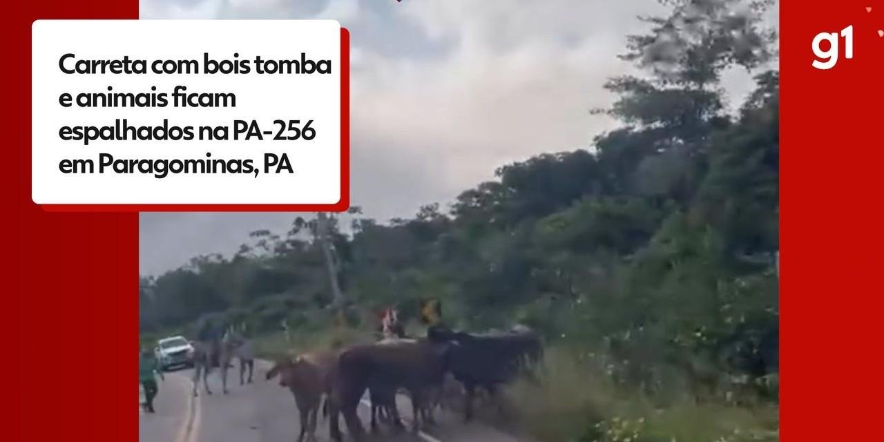 Carreta com bois tomba e animais ficam espalhados em Paragominas | G1