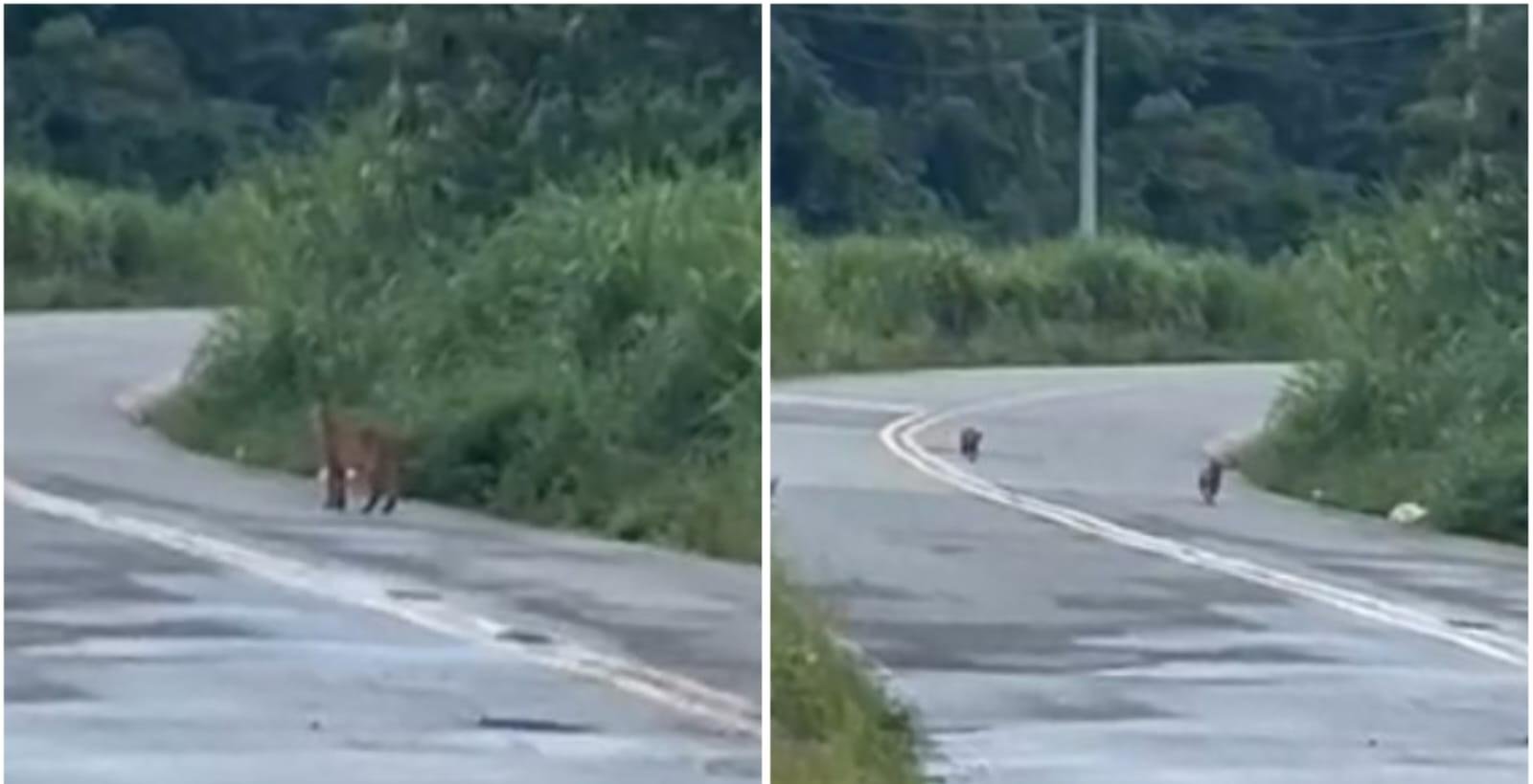 Onça-parda 'passeia' com filhotes em área de mata no interior de SP | G1