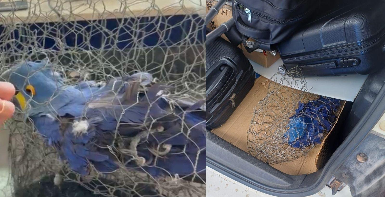 Arara azul é resgatada em porta-malas de carro e morre no PI | G1