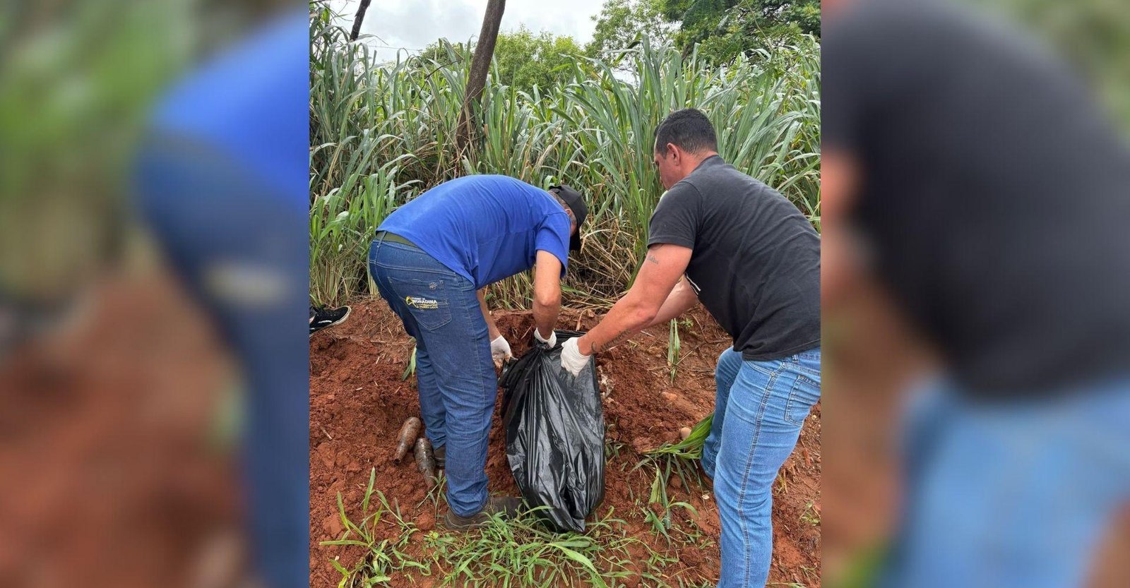 Corpo de vira-lata golpeado com capacete é desenterrado | G1