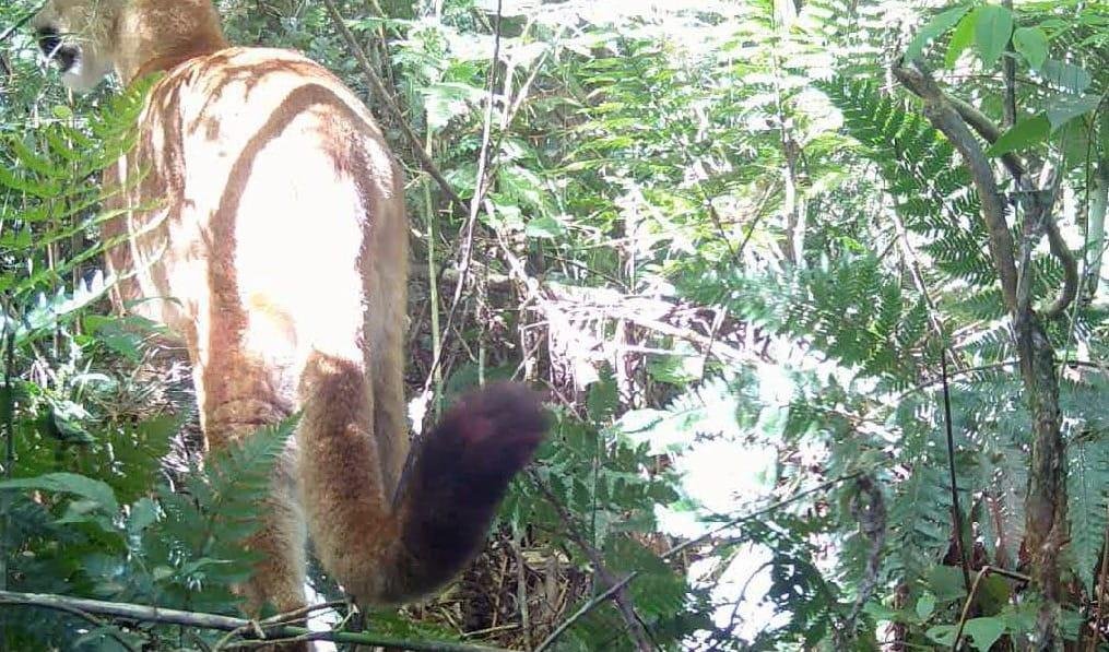 Câmeras flagram onça-parda em parque estadual do Paraná