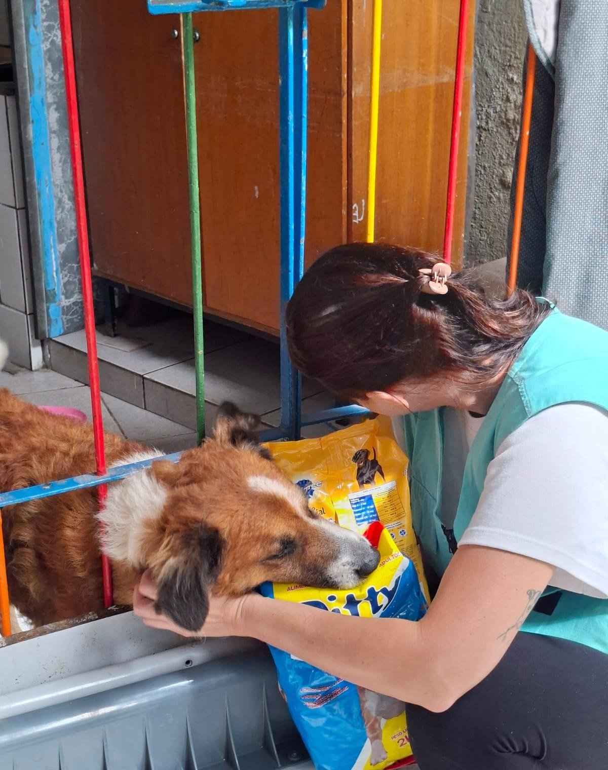 ONG resgata animais que ficaram soterrados após temporais em Juiz de Fora (MG)