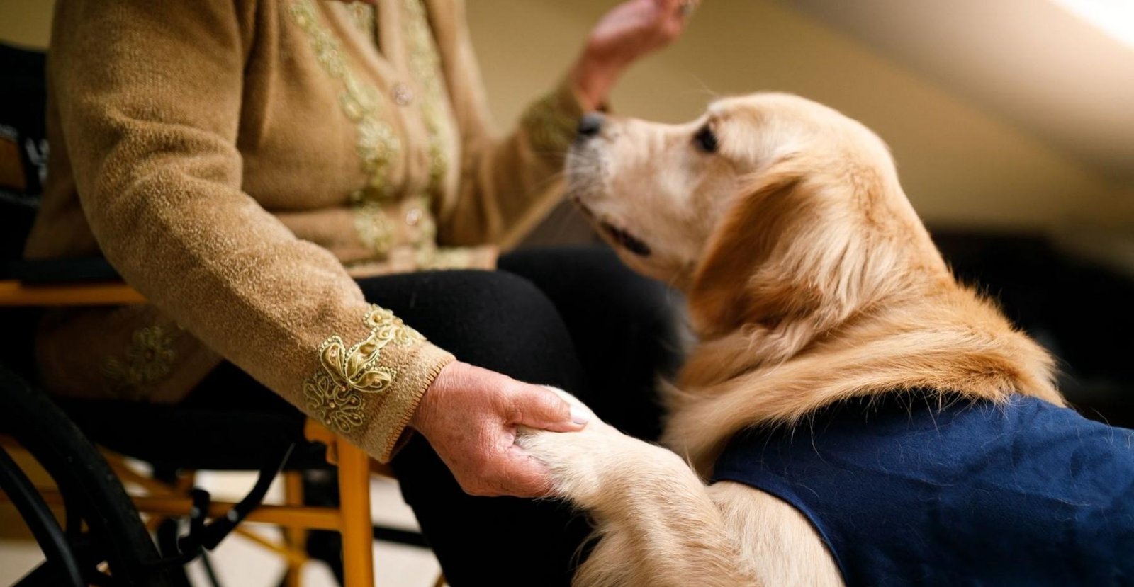 Residenciais pet friendly: saiba como envelhecer sem abrir mão do seu animal de estimação