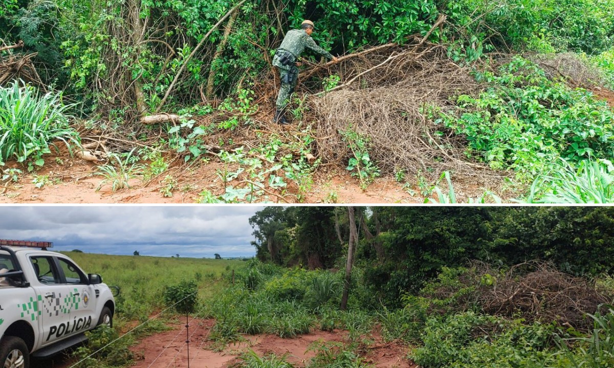 Homem é multado em R$ 5 mil por remover vegetação nativa ilegalmente | G1